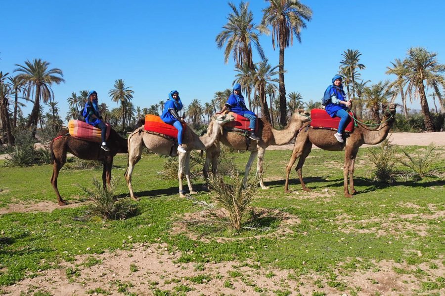 Balade À Dos De Dromadaire Marrakech